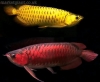 quality arowana fishes of all kinds,e.g:Asian red,Super red,RTG,Chilli red,silvers etc. for sale